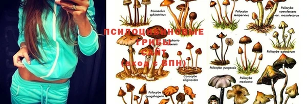 индика Алексин